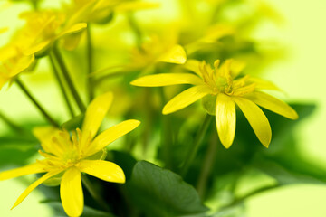 yellow buttercup flower