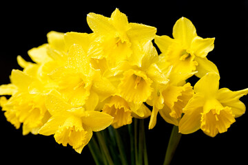 bouquet of yellow daffodils