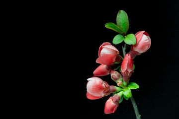 chinese quince flowers