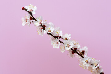 flowering apricot branch