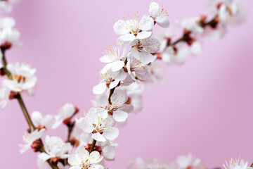 flowering apricot branch