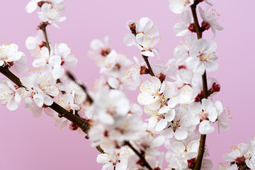 flowering apricot branch
