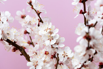 flowering apricot branch