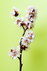 branch with apricot flowers