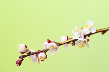branch with apricot flowers