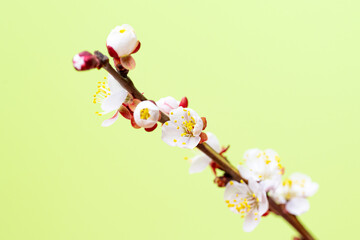 branch with apricot flowers