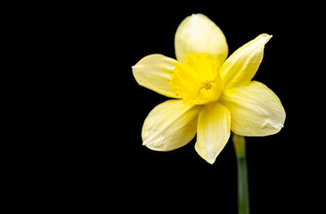yellow daffodil