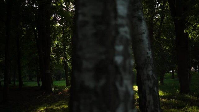 City park with green trees on a meadow with birches in foreground and sun flares behind the leafage in Lutsk, Ukraine
