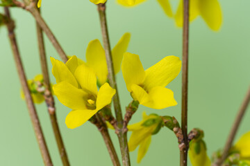 Forsythia flowers close-up