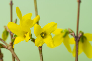 Forsythia flowers close-up