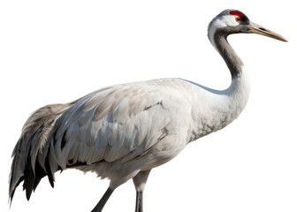 crane isolated on white
