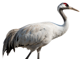 crane isolated on white