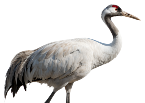 crane isolated on white