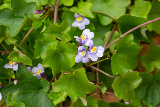 Cymbalaria muralis, commonly called ivy-leaved toadflax
