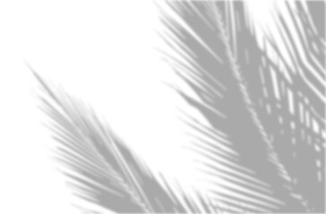 Realistic shadow overlay effect. Natural palm leaf shadows isolated on transparent background. Tropical coconut branch shade, foliage silhouette decoration. Design element for summer spring projects