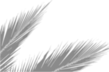 Realistic shadow overlay effect. Natural palm leaf shadows isolated on transparent background. Tropical coconut branch shade, foliage silhouette decoration. Design element for summer spring projects