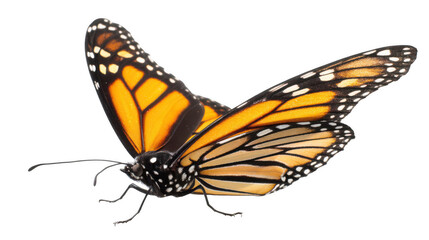 A monarch butterfly flying, isolated on a white background, png