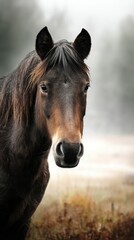 Majestic black horse stands in misty landscape at dawn, embodying grace and beauty of nature's wildlife