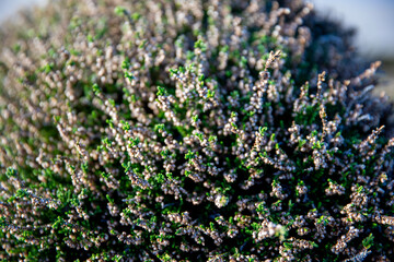 Obraz premium Heather (calluna vulgaris) growing along the South West Coast Trail in Cornwall UK.