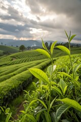 Tea leaves, tea fields, new tea