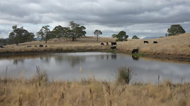 livestock in a meadow, sustainable carbon neutral farming being practiced. regenerative raised cows in a field. agricultural technology innovation.	
