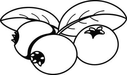 Blueberry icon Black and white outline vector