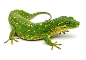 Fototapeta premium Chameleon on a white background