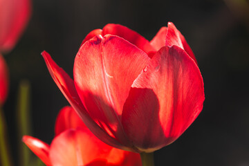 Tulips on a blurred background on a sunny April day  .