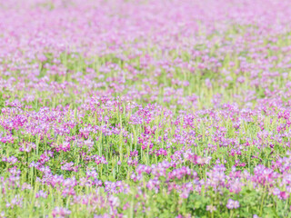 Fototapeta premium 蓮華草のピンク色の花が一面に広がる03