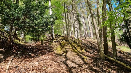 forest in spring