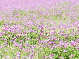 Obraz premium 蓮華草のピンク色の花が一面に広がる02