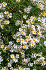 White daisy variety. Scientific name: Chrysanthemum Frutescens