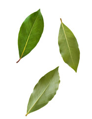 Obraz premium Three fresh bay leaves falling against a transparent background, ideal for food and cooking projects