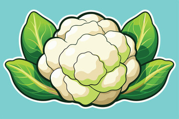 cauliflower vector illustration .