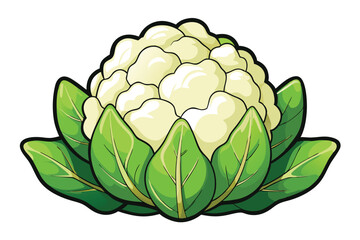 cauliflower vector illustration .