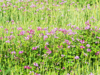 春の風景　蓮華草のピンク色の花03