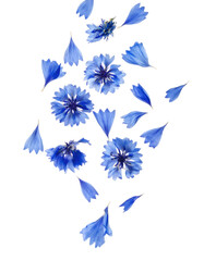 Obraz premium Dried cornflower petals falling, scattered on transparent backdrop with sharp detail and precise clipping path
