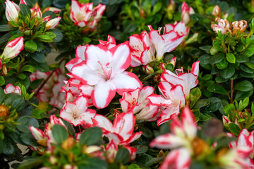 Azalea is the name given to some plant species of the Rhododendron genus of the Ericaceae (heatherb) family.