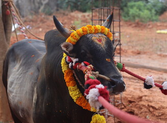 In the Jallikattu field, a decorated black bull is ready to fight.