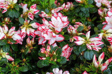 Azalea is the name given to some plant species of the Rhododendron genus of the Ericaceae (heatherb) family.