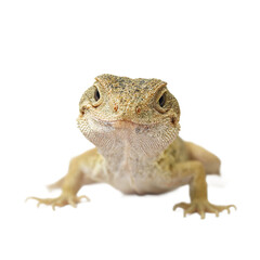 Fototapeta premium Isolated sleepy lizard headshot with droopy eyes perfect for reptile enthusiasts and nature lovers