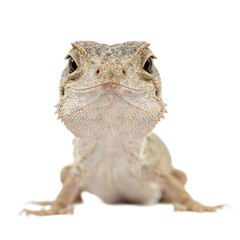 Obraz premium Isolated sleepy lizard headshot with droopy eyes perfect for reptile enthusiasts and nature lovers