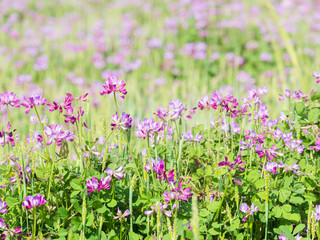 Naklejka premium 春の風景 蓮華草のピンク色の花05