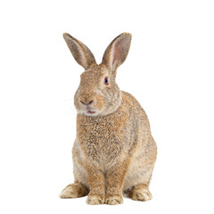Obraz premium Isolated adorable rabbit mid sneeze headshot on white background