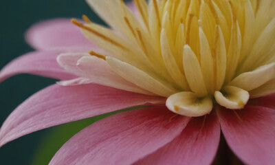 A close-up view of a bright pink and yellow flower, perfect for use in illustrations or as a decorative element