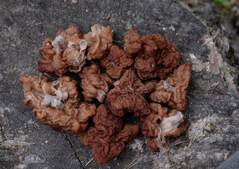 False morel, Gyromitra esculenta mushrooms background
