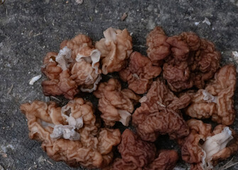 False morel, Gyromitra esculenta mushrooms background