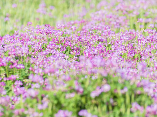 Obraz premium 春の風景 蓮華草のピンク色の花07