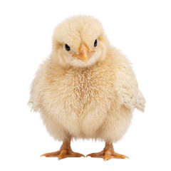 Fototapeta premium Isolated fluffy turkey chick headshot looking confused