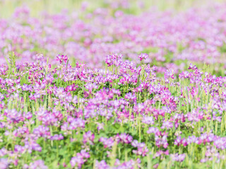 Obraz premium 春の風景 蓮華草のピンク色の花09